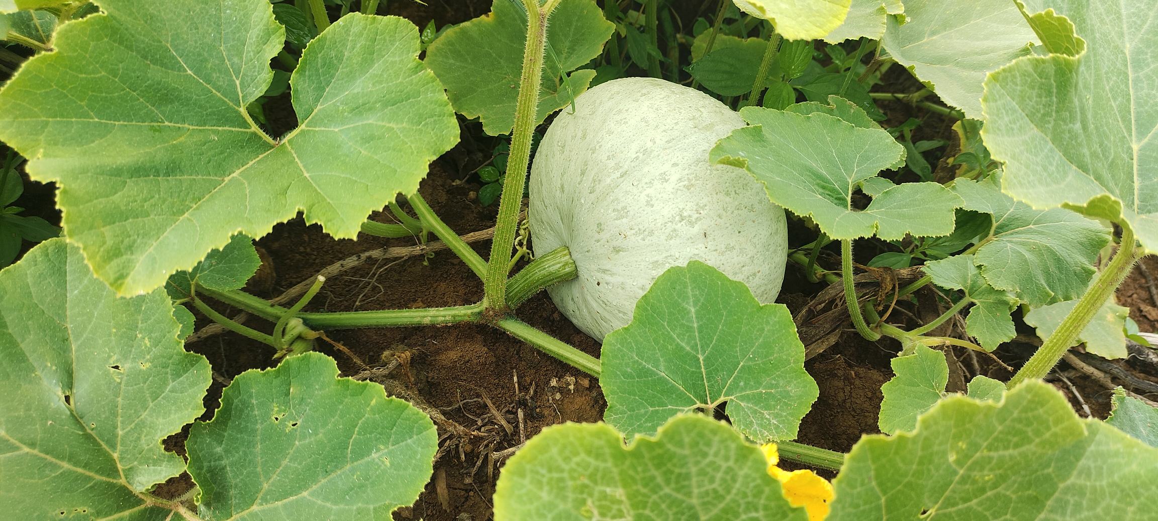 贝贝南瓜与银栗南瓜植株对比图