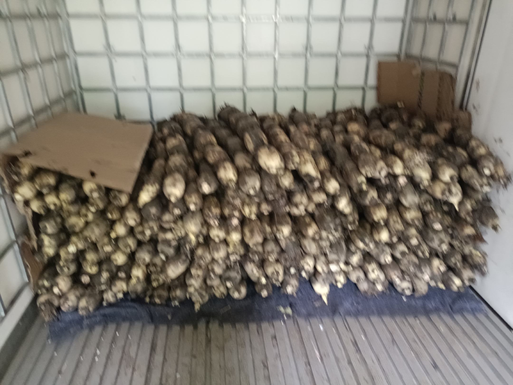 鄂莲七号白莲藕冷链分拣与包装流程 现代化冷链包装车间内,工人正在对刚清洗过的鄂莲七号白莲藕进行自动分拣与真空封装,传送带旁堆放着印有“洪湖白莲藕”地理标志的纸箱