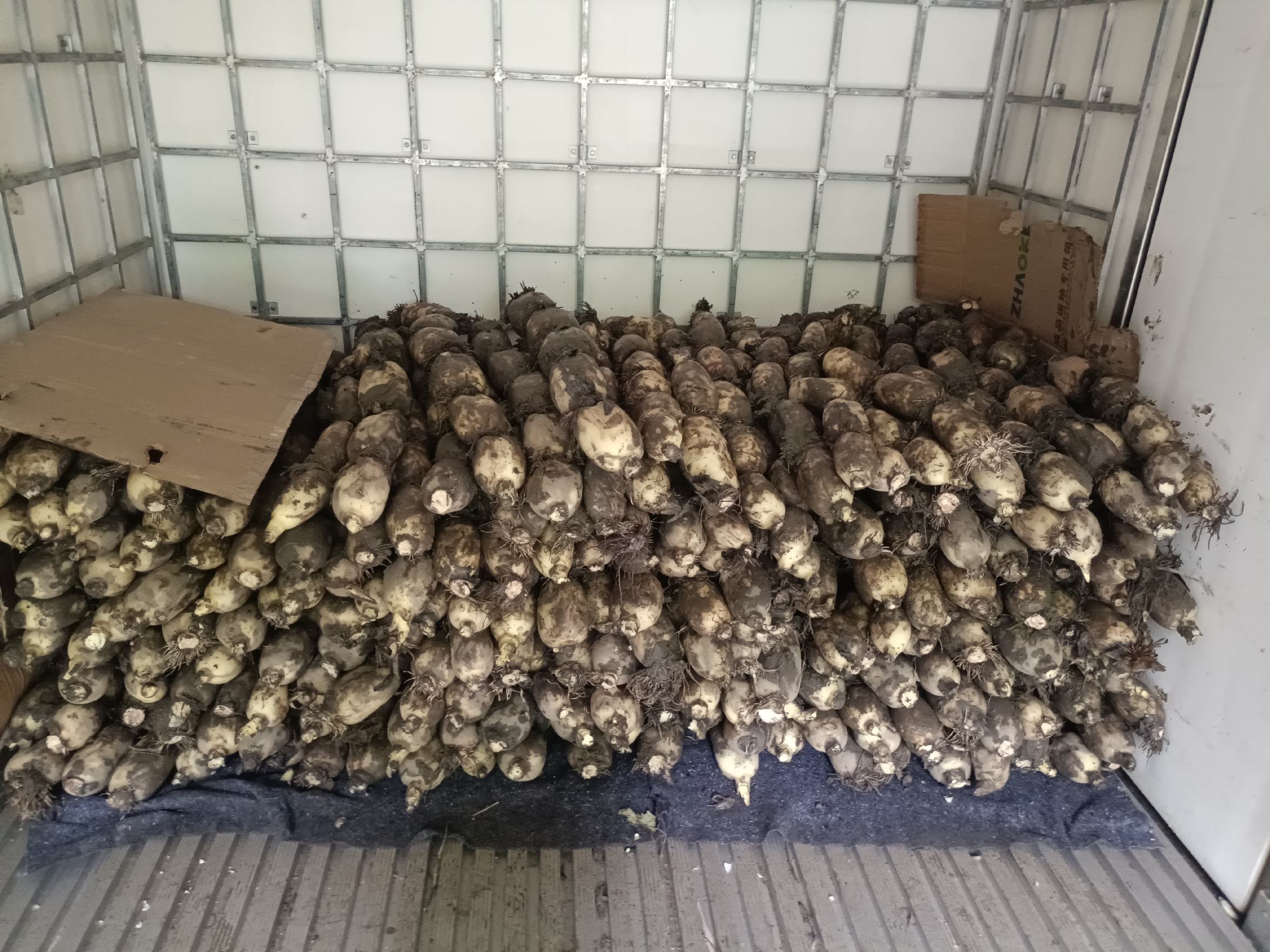 鄂莲七号嫩藕在现代化分拣车间进行清洗分级