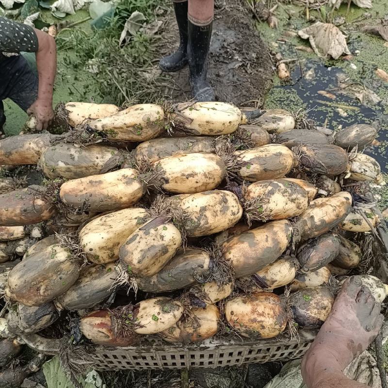 四川成都粉藕珍珠藕大量上市！保质保量！量大从优！