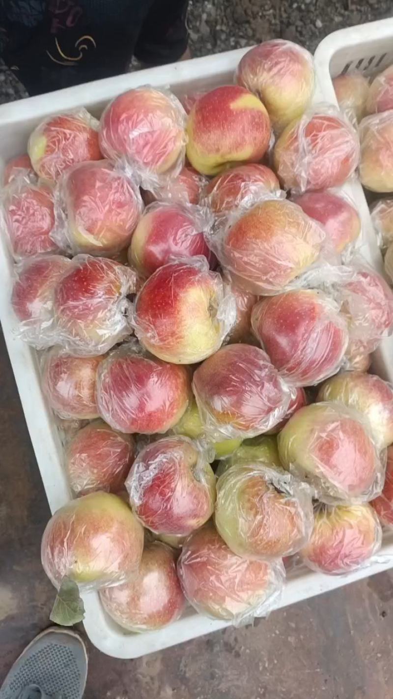 美八苹果，红将军，富士，鲁丽，中秋王，晚富士