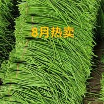 精品长豆角，豇豆大量上市，代发全国，欢迎全国客商前来选购
