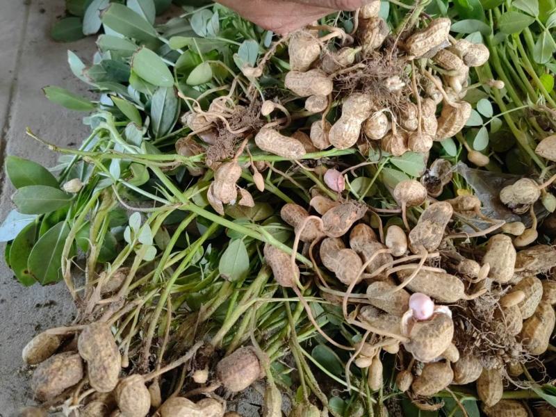 新鲜花生，小白沙沙土地花生颗粒饱满，欢迎来电咨询