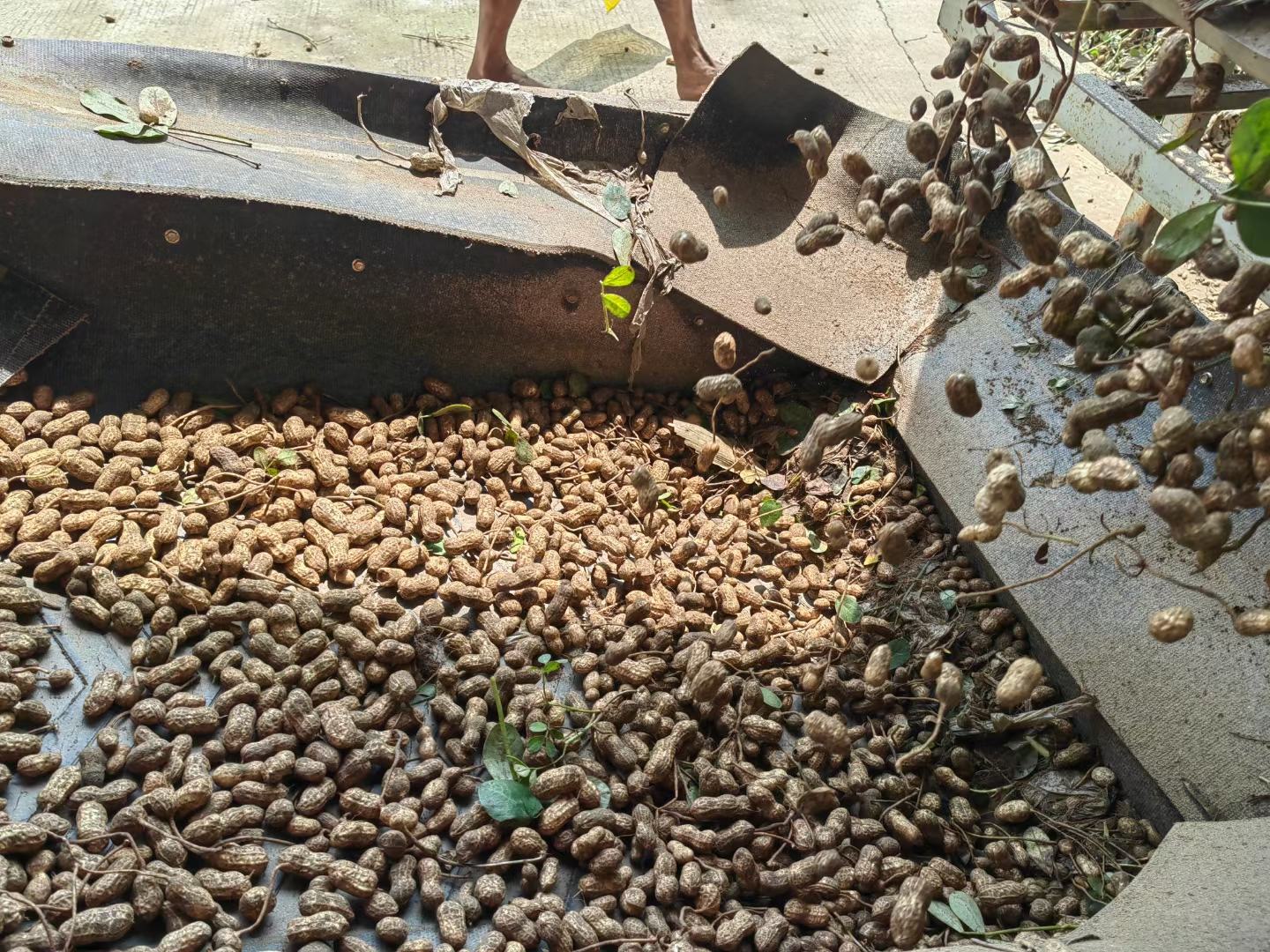 雪燕泡发前后对比图