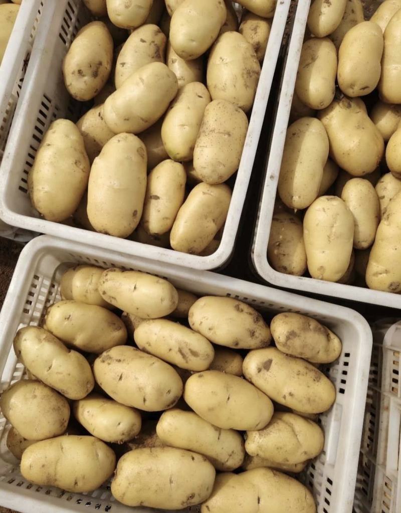 睢阳荷兰十五土豆产地直供量大从优可供商超全国发
