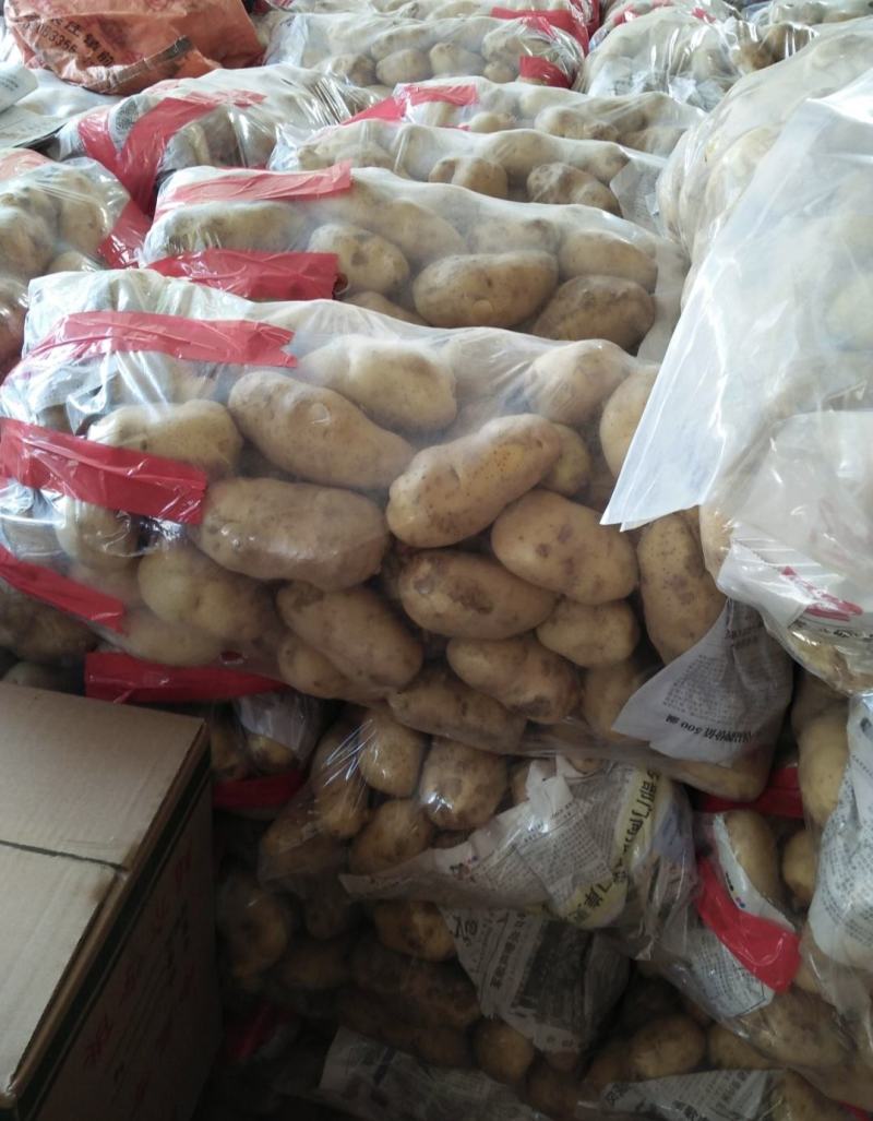 睢阳荷兰十五土豆产地直供量大从优可供商超全国发
