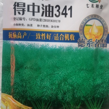 油菜种子德中油341德系高出油率矮杆分枝多夹密夹长