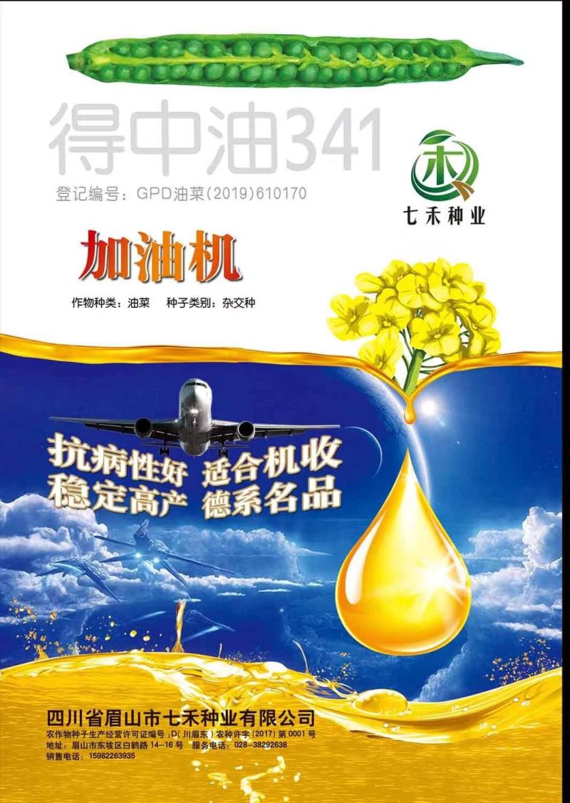 油菜种子德中油341德系高出油率矮杆分枝多夹密夹长