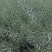 油菜种子德中油341德系高出油率矮杆分枝多夹密夹长