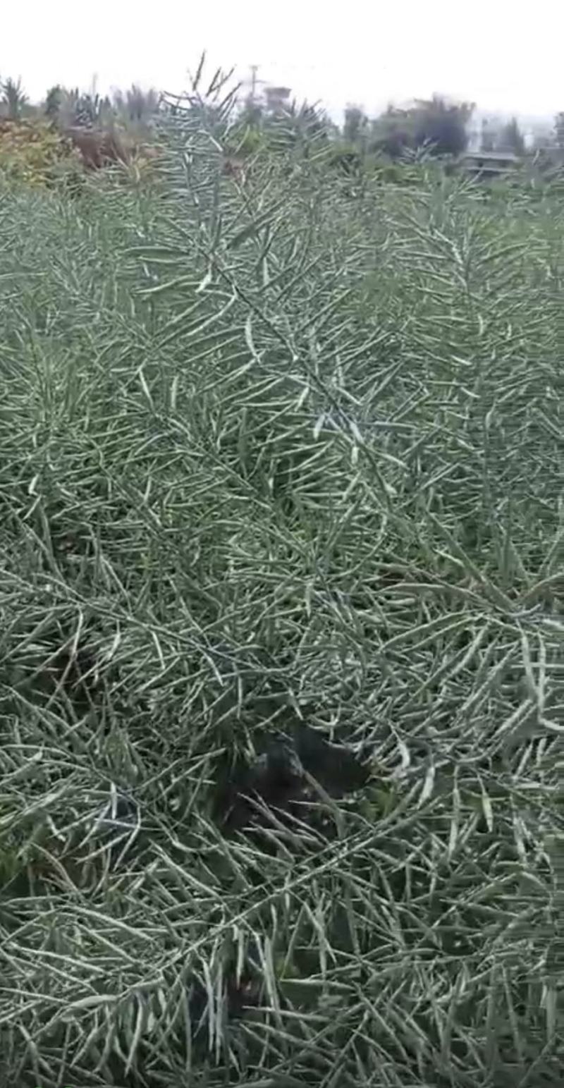 油菜种子德中油341德系高出油率矮杆分枝多夹密夹长