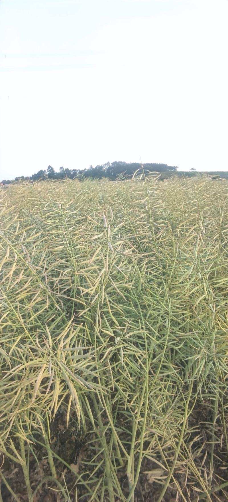 油菜种子德中油341德系高出油率矮杆分枝多夹密夹长