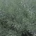 油菜种子德中油341德系高出油率矮杆分枝多夹密夹长