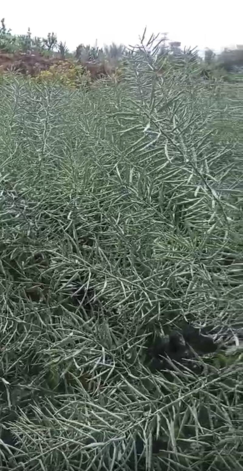 油菜种子德中油341德系高出油率矮杆分枝多夹密夹长