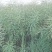 油菜种子德中油341德系高出油率矮杆分枝多夹密夹长
