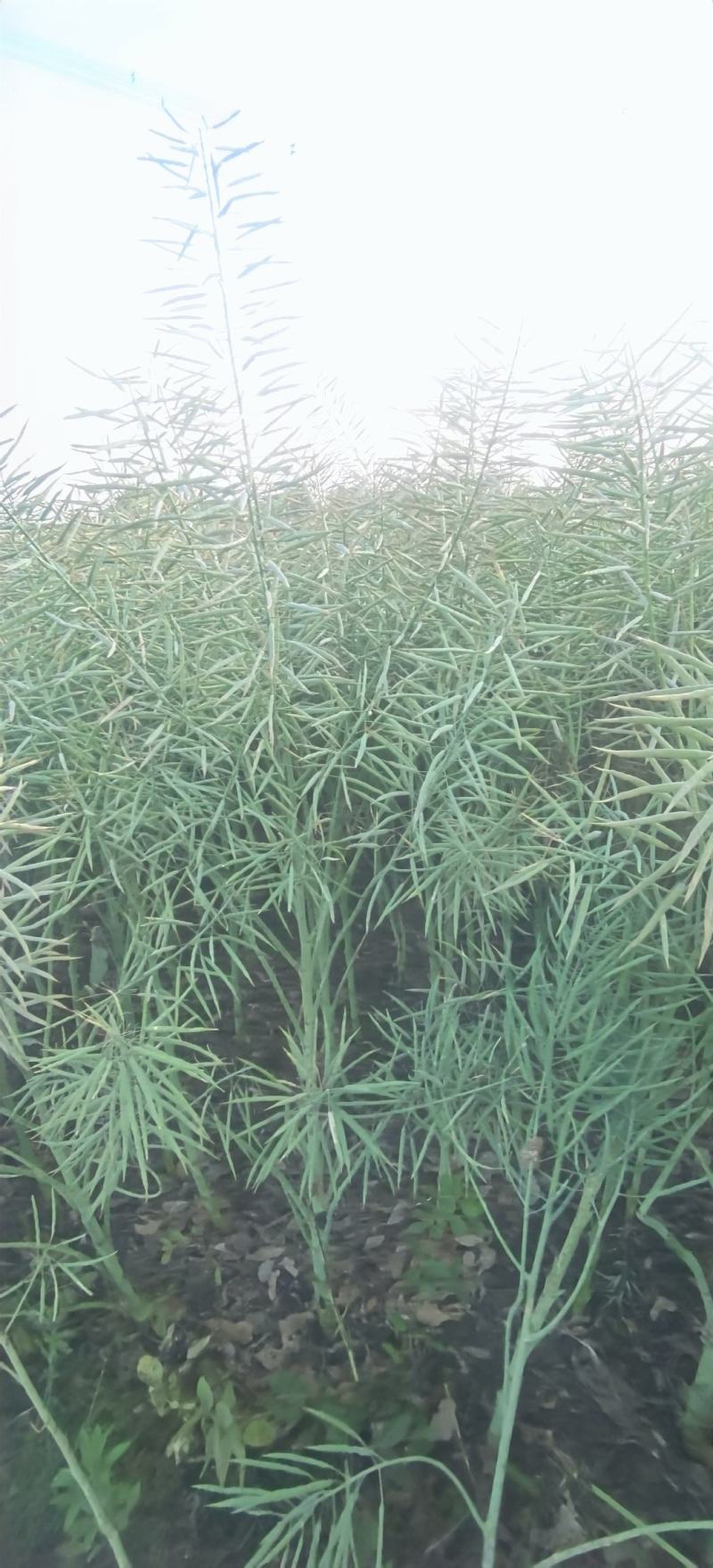 油菜种子德中油341德系高出油率矮杆分枝多夹密夹长