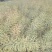 油菜种子德中油341德系高出油率矮杆分枝多夹密夹长