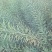 油菜种子德中油341德系高出油率矮杆分枝多夹密夹长