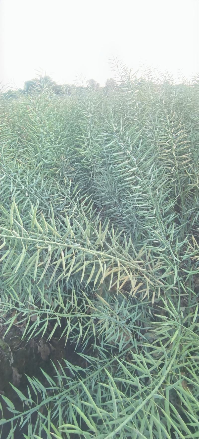 油菜种子德中油341德系高出油率矮杆分枝多夹密夹长