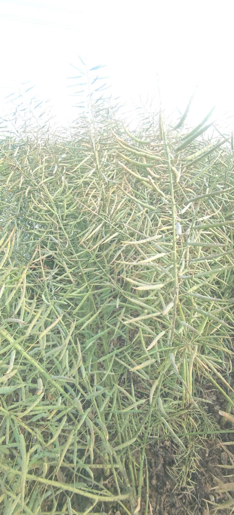 油菜种子德中油341德系高出油率矮杆分枝多夹密夹长