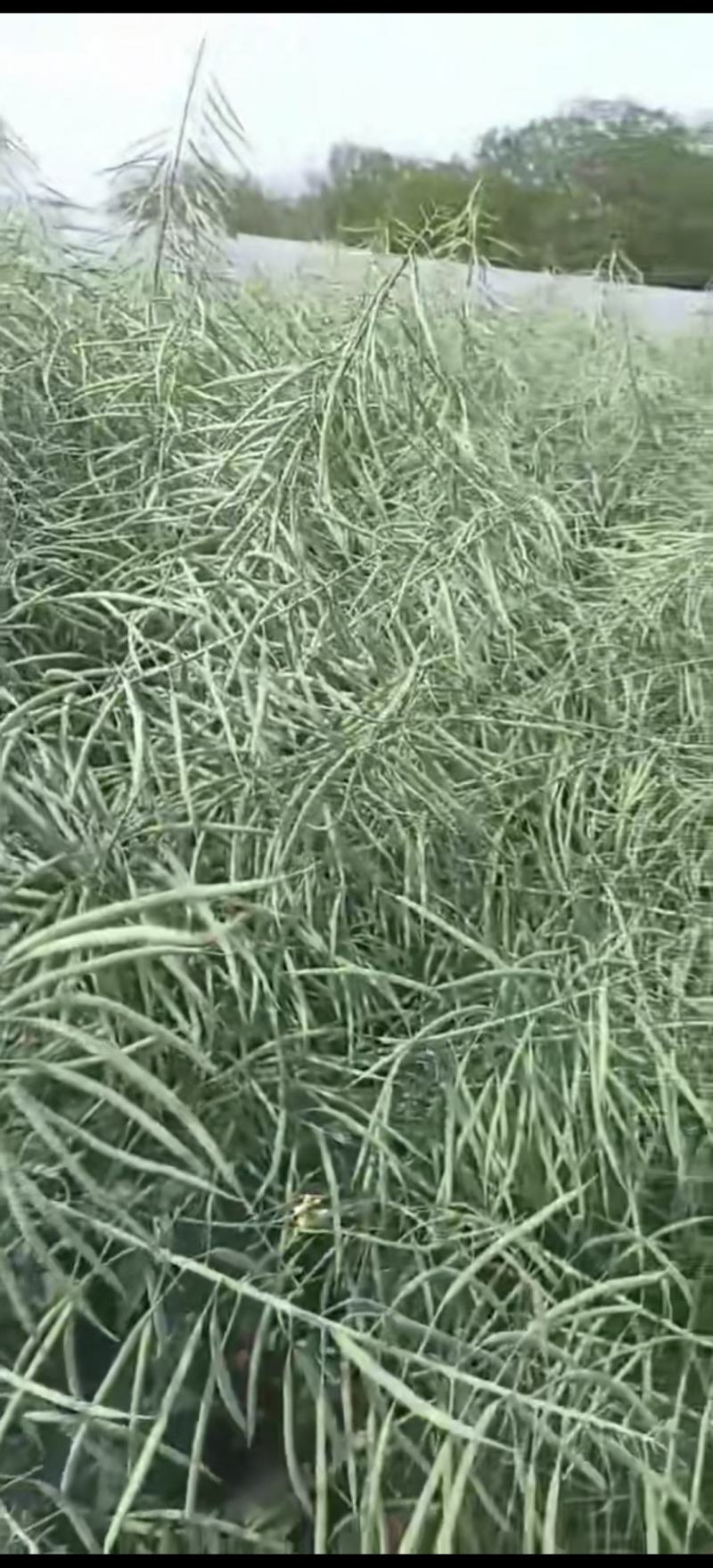 油菜种子德中油341德系高出油率矮杆分枝多夹密夹长