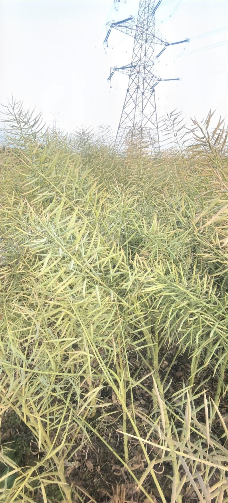 油菜种子德中油341德系高出油率矮杆分枝多夹密夹长