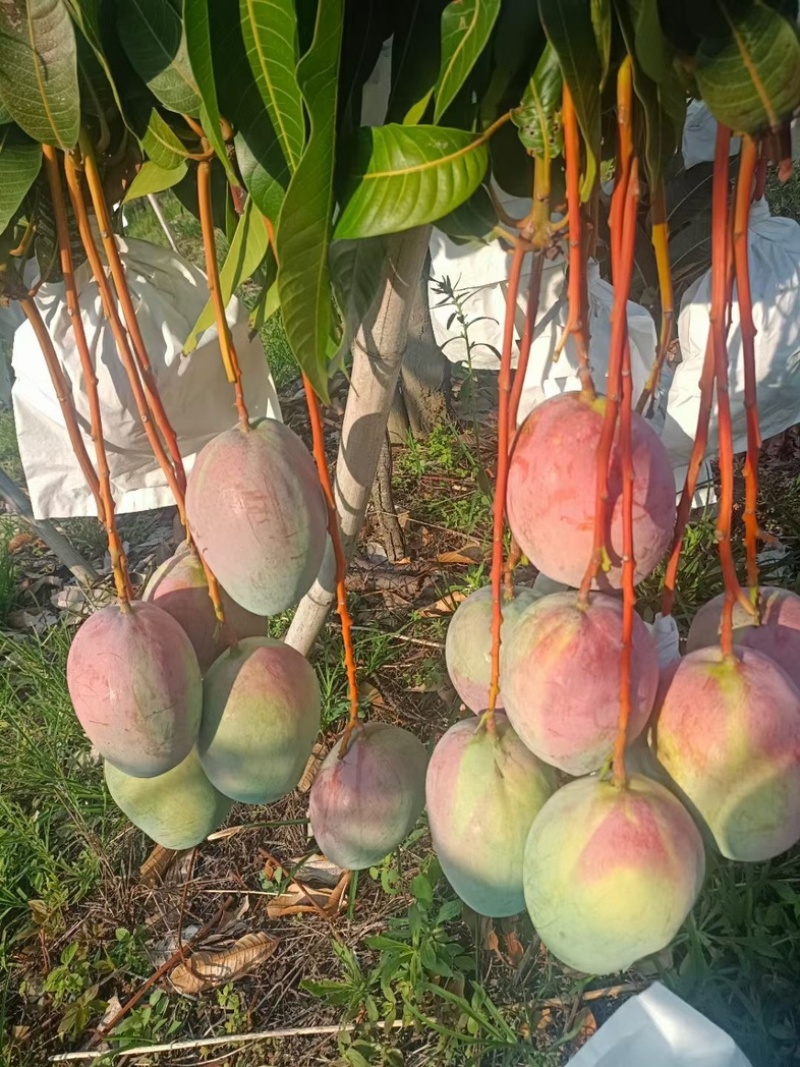 攀枝花高山凯特芒果