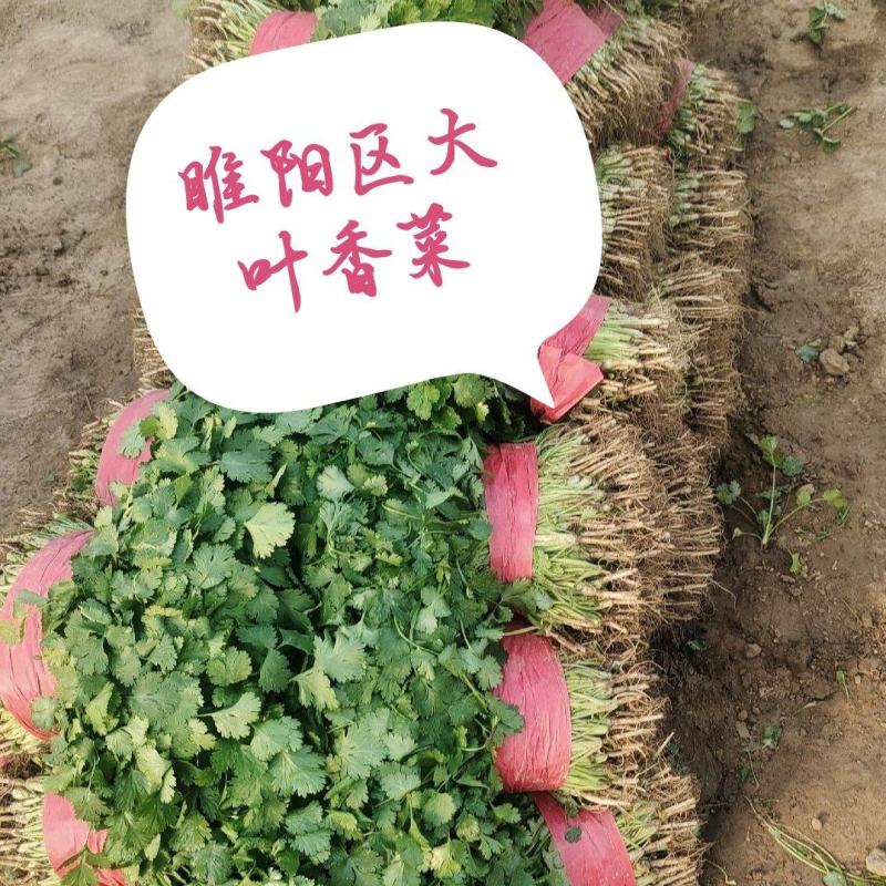 大叶香菜25公分左右诚信经营代发全国产地直供量大从优