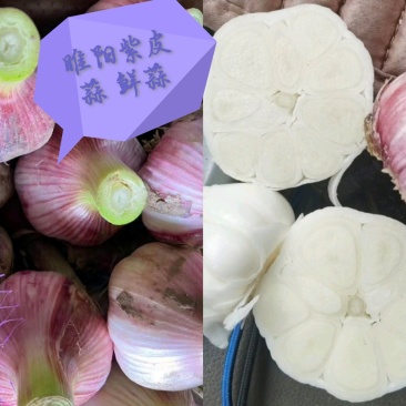 大蒜紫皮蒜混级统货鲜蒜红皮全国发货实惠诚信代发