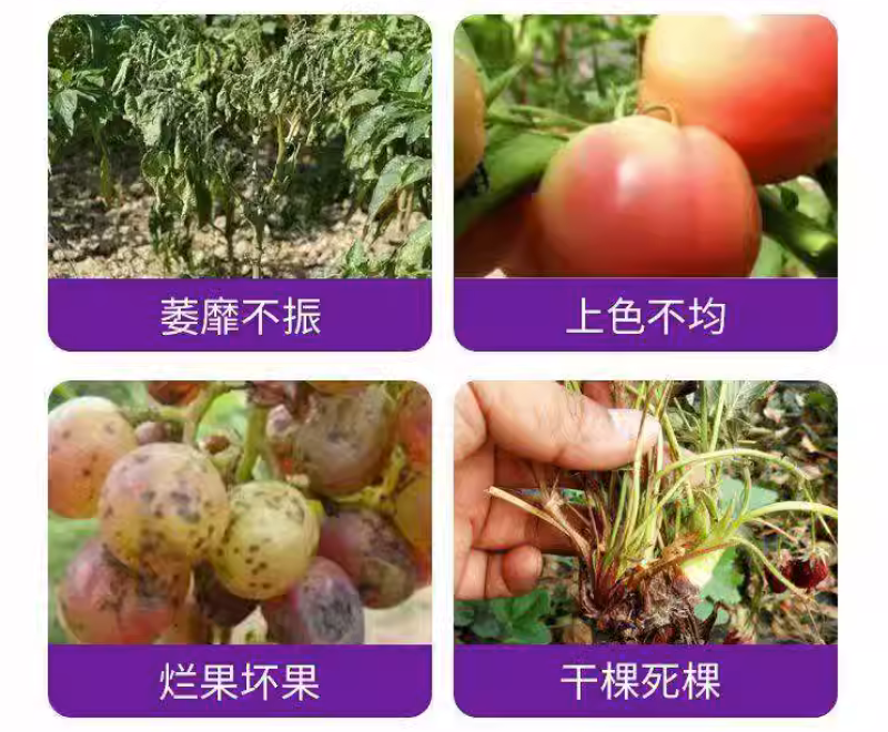 稀土氨基酸通用肥蔬菜果树增产肥增甜靓果着色防裂膨大