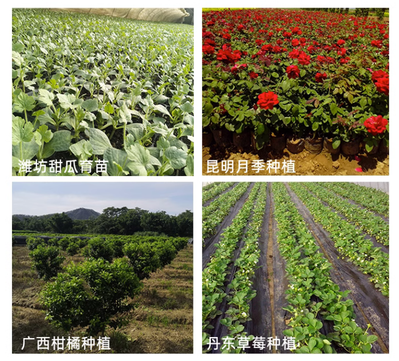 稀土氨基酸通用肥蔬菜果树增产肥增甜靓果着色防裂膨大