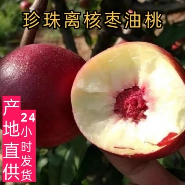 山西正宗油桃枣味新鲜应季孕妇水果离核纯甜脆桃子珍珠枣油桃