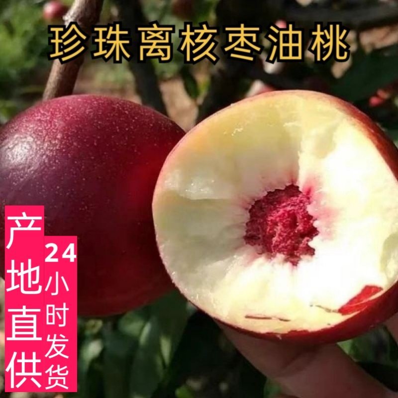 山西正宗油桃枣味新鲜应季孕妇水果离核纯甜脆桃子珍珠枣油桃