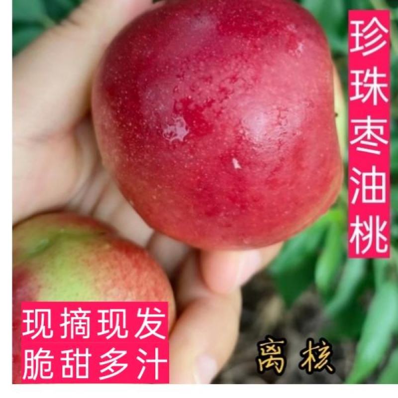 山西正宗油桃枣味新鲜应季孕妇水果离核纯甜脆桃子珍珠枣油桃