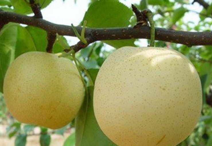 皇冠梨与其他水果的营养成分对比图