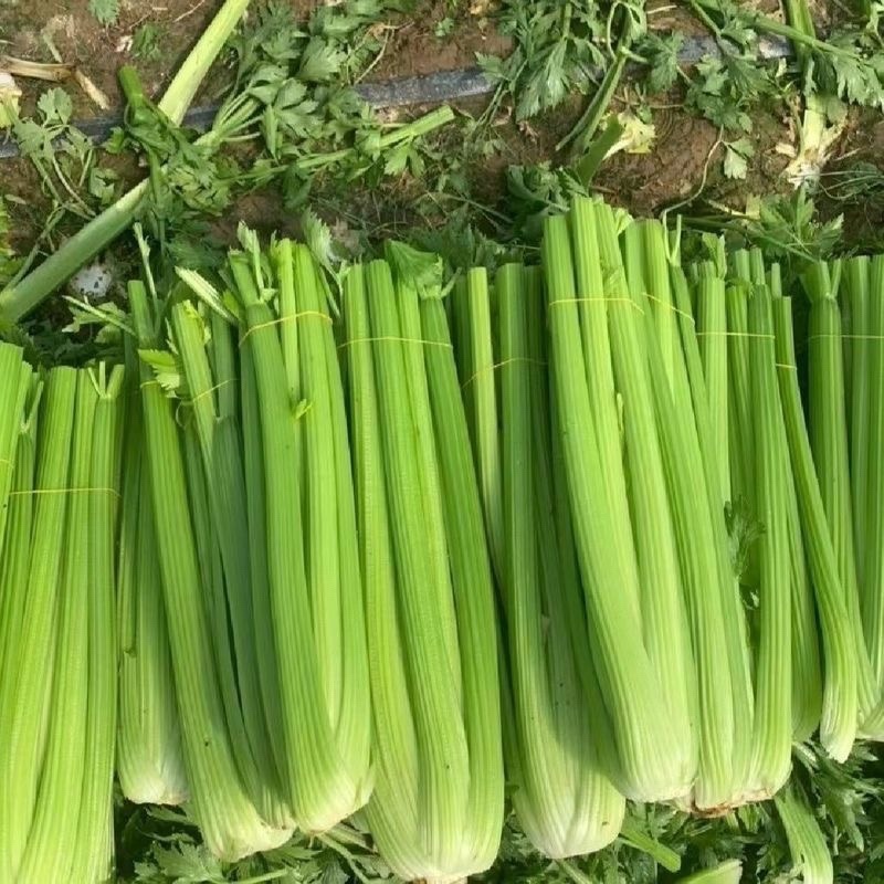 【西芹】陕北榆林市靖边县芹菜文图拉可散装装箱视频看货