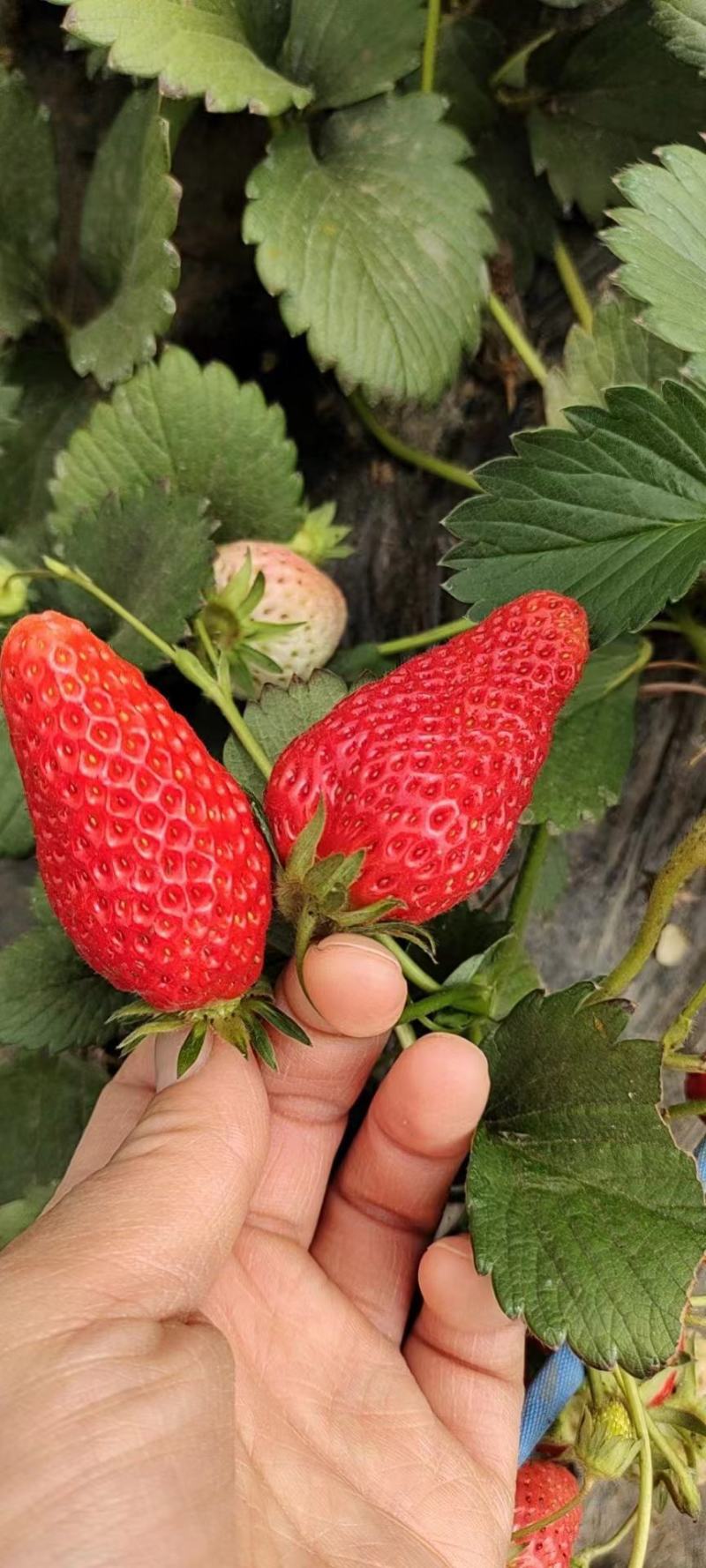 香野草莓苗隋珠草莓苗早熟大果脱毒草莓苗包成活率