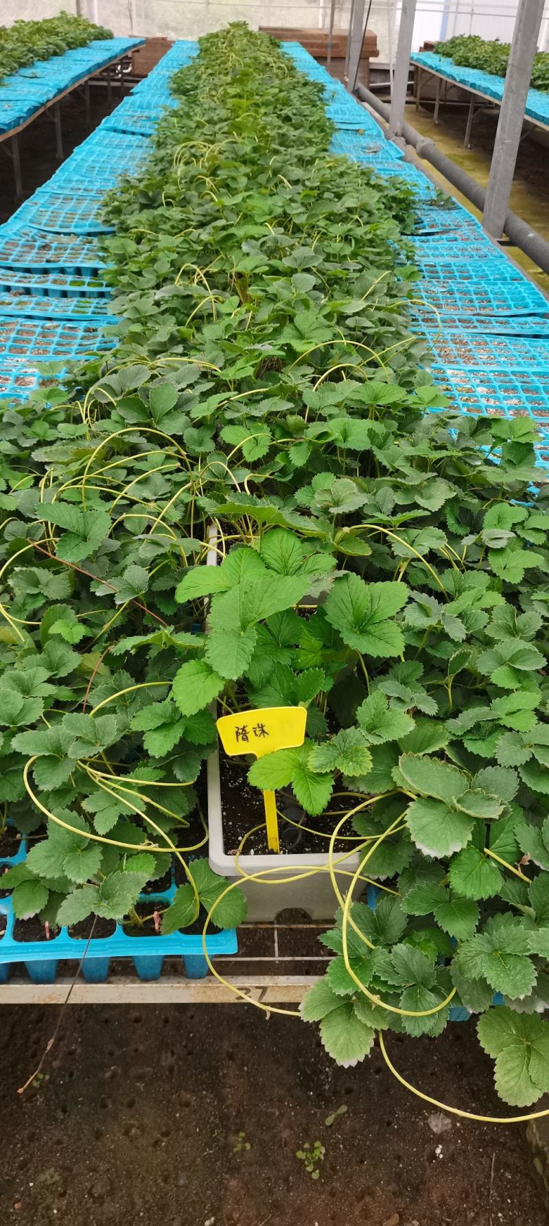 香野草莓苗隋珠草莓苗早熟大果脱毒草莓苗包成活率
