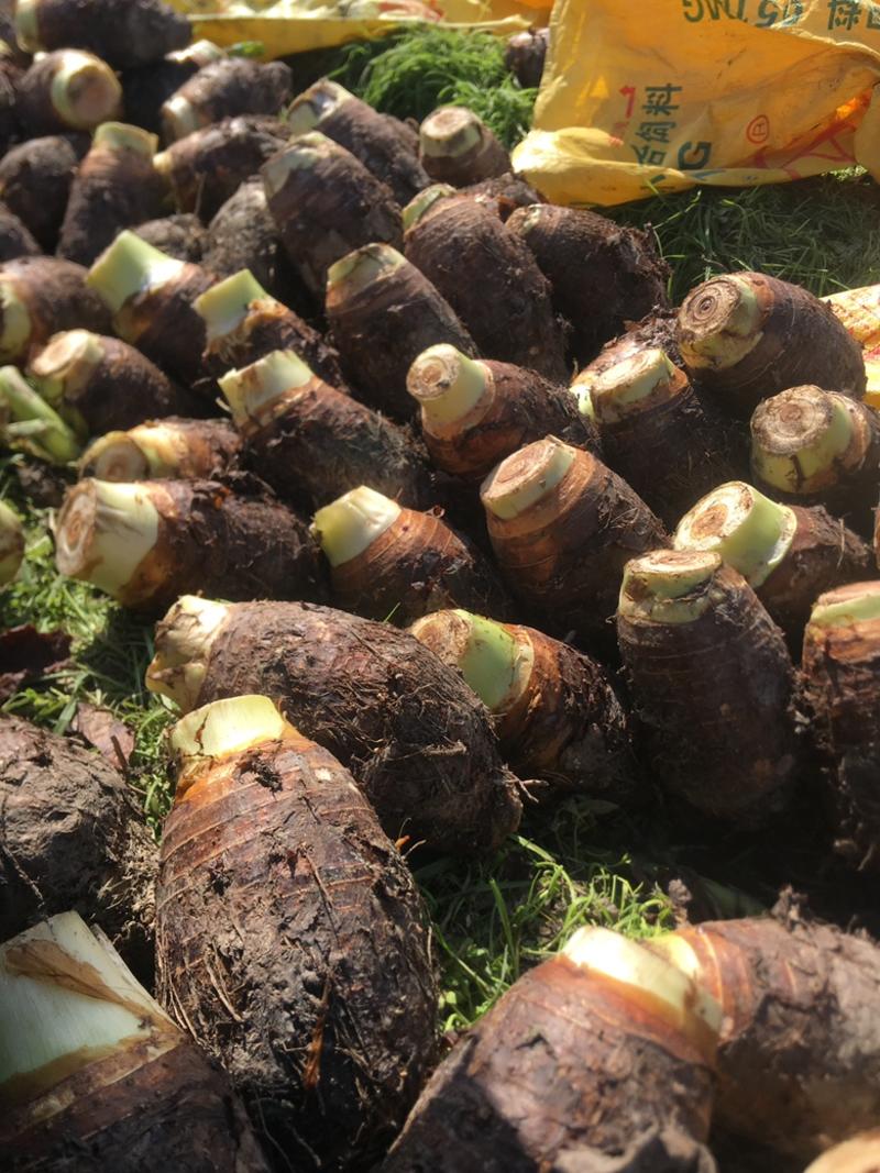 荔浦芋头槟榔芋头一件代发批发全年不间断供货