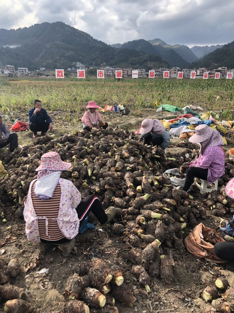 荔浦芋头槟榔芋头一件代发批发全年不间断供货