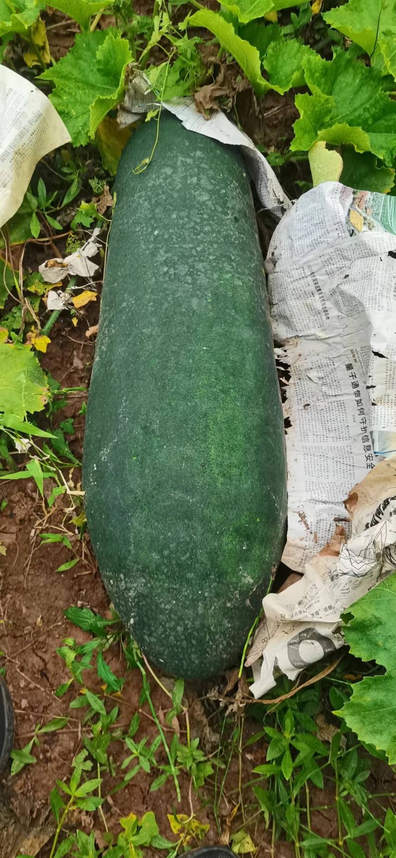 青皮瓜