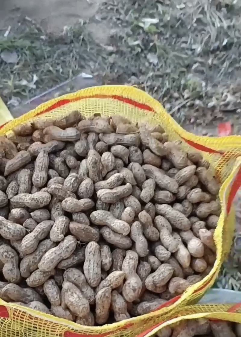 鲜花生鲁花系列小白沙产地一手货源电筛人工挑选