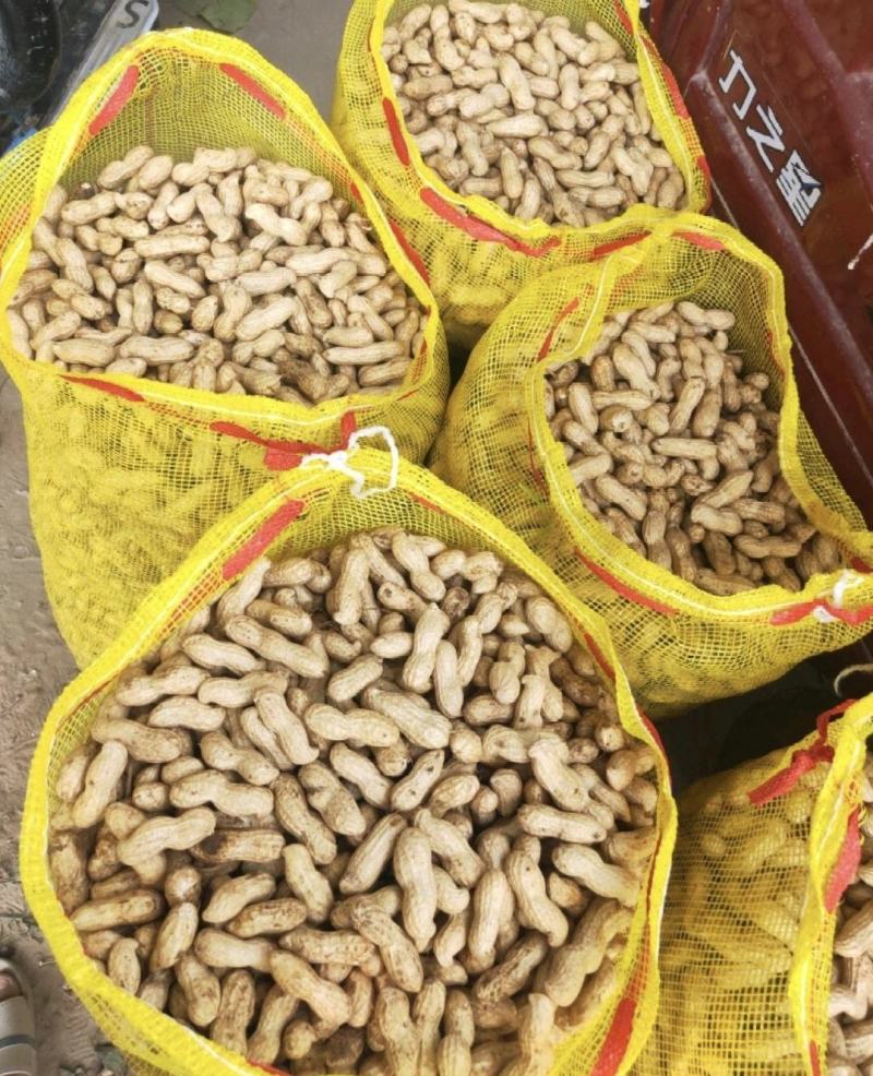 鲜花生鲁花系列小白沙产地一手货源电筛人工挑选