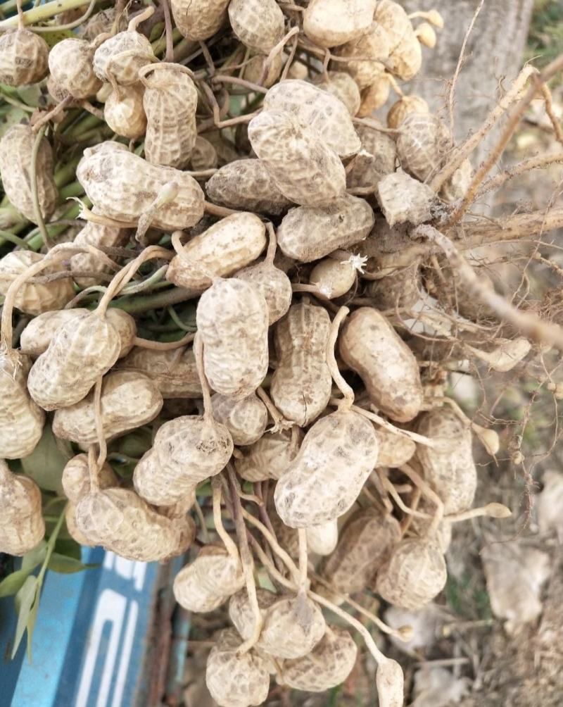 鲜花生鲁花系列小白沙产地一手货源电筛人工挑选