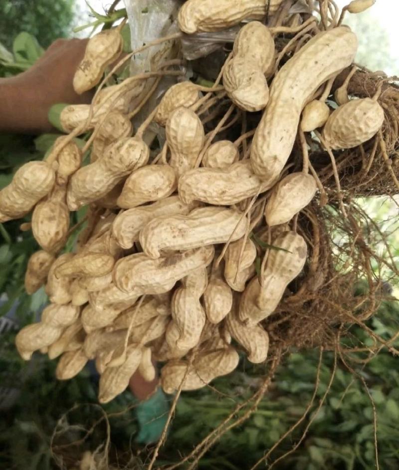 鲜花生鲁花系列小白沙产地一手货源电筛人工挑选