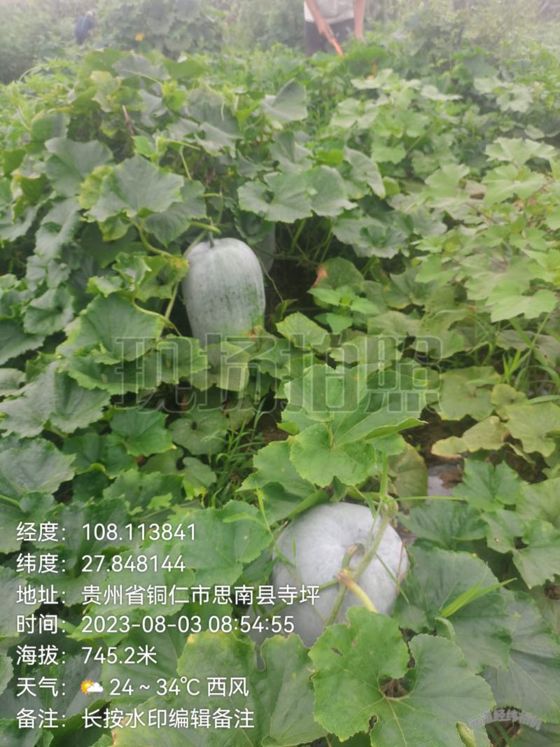 新苗文昌中高水桶瓜品种