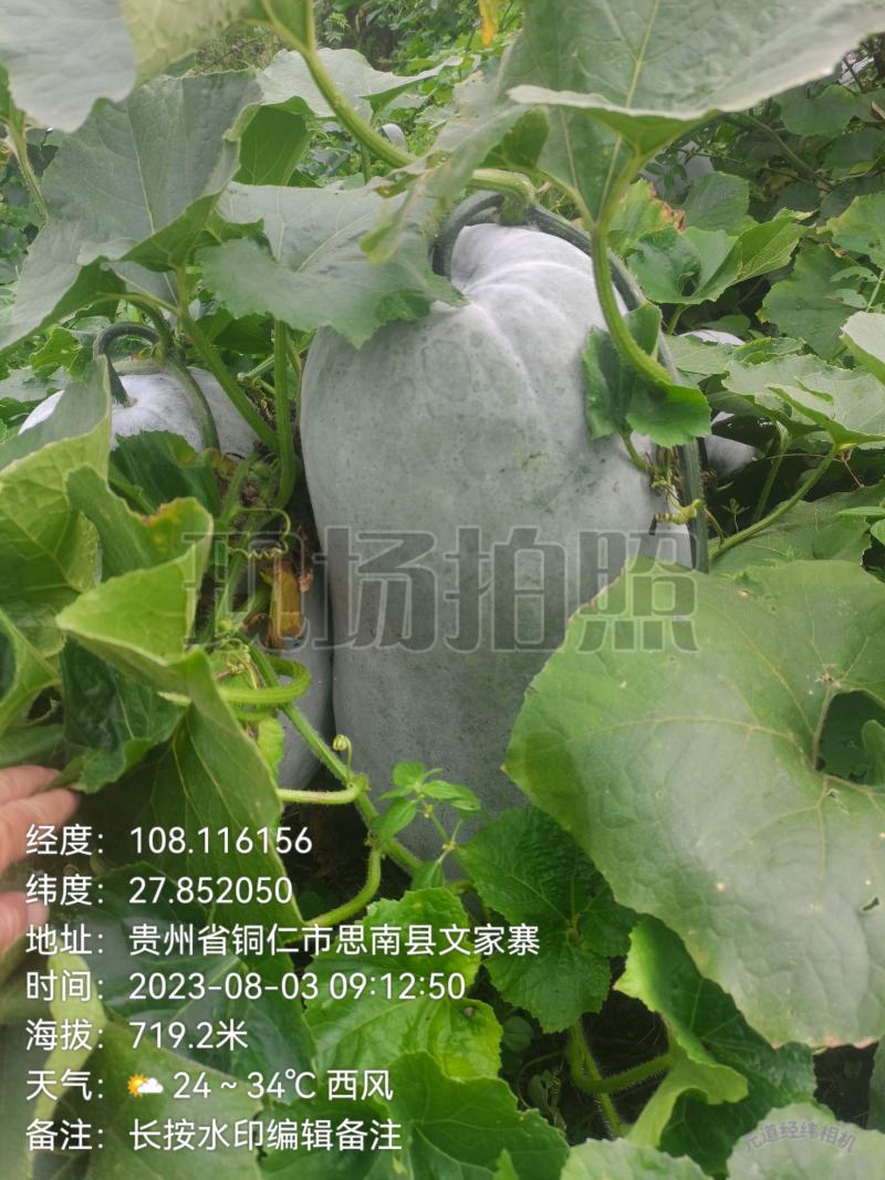 新苗文昌中高水桶瓜品种