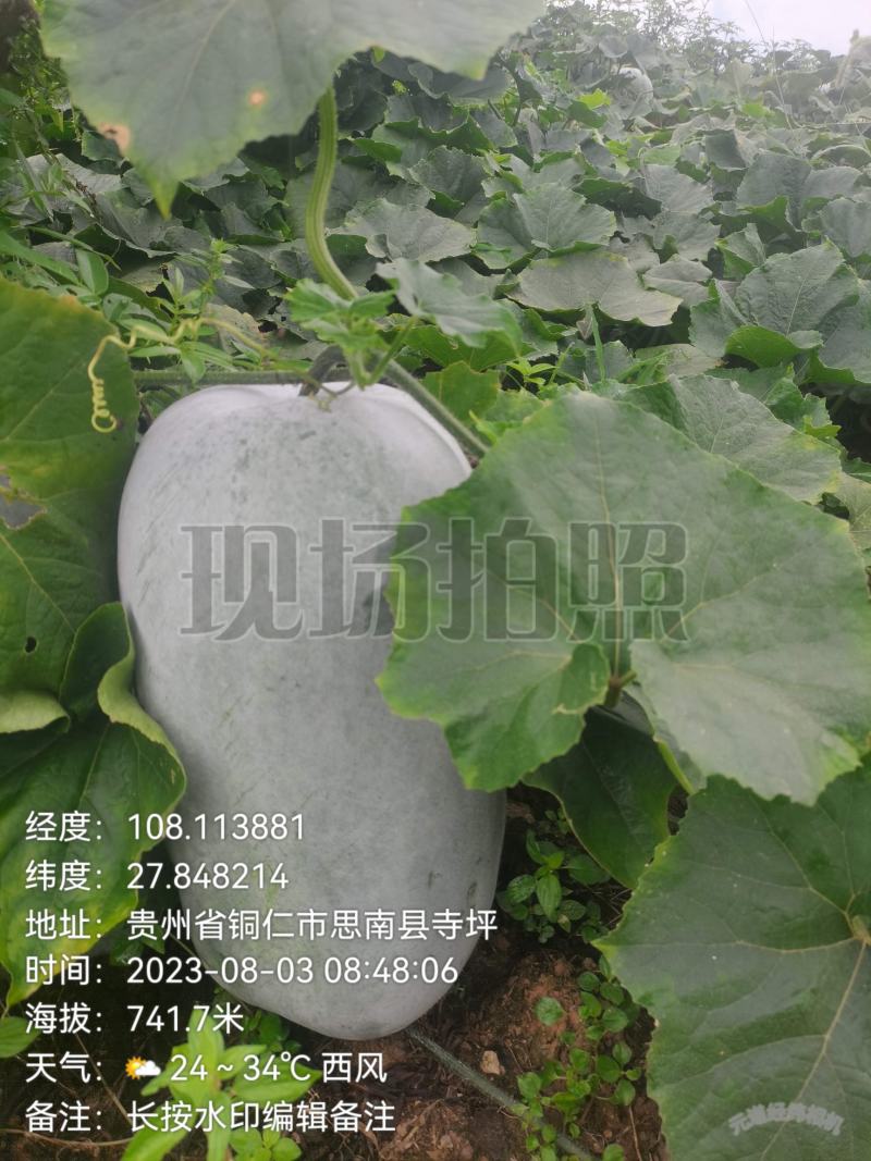 新苗文昌中高水桶瓜品种