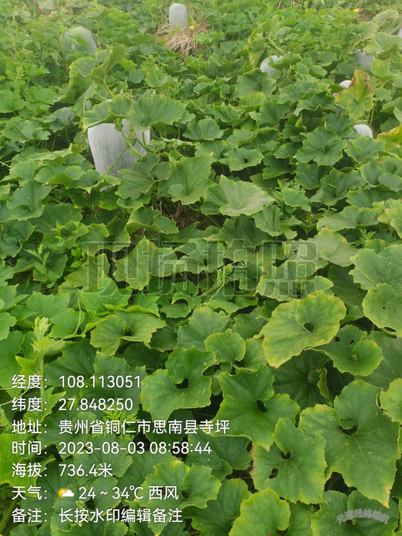 新苗文昌中高水桶瓜品种