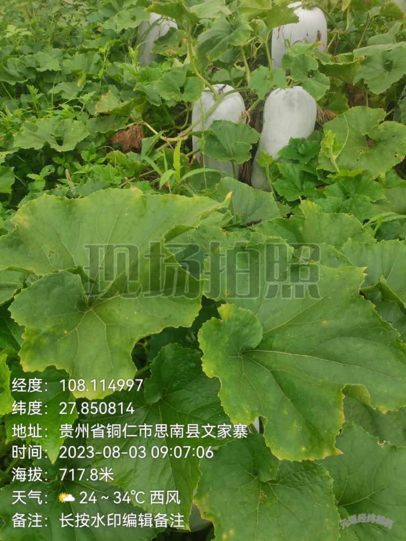 新苗文昌中高水桶瓜品种