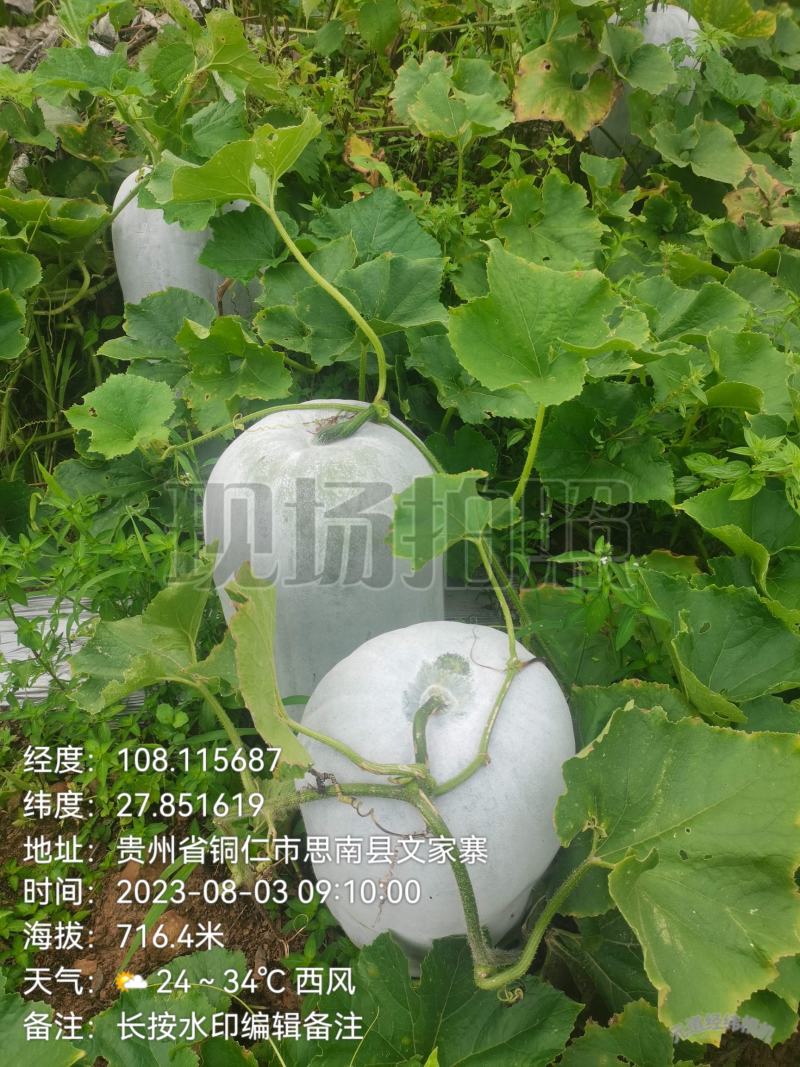 新苗文昌中高水桶瓜品种